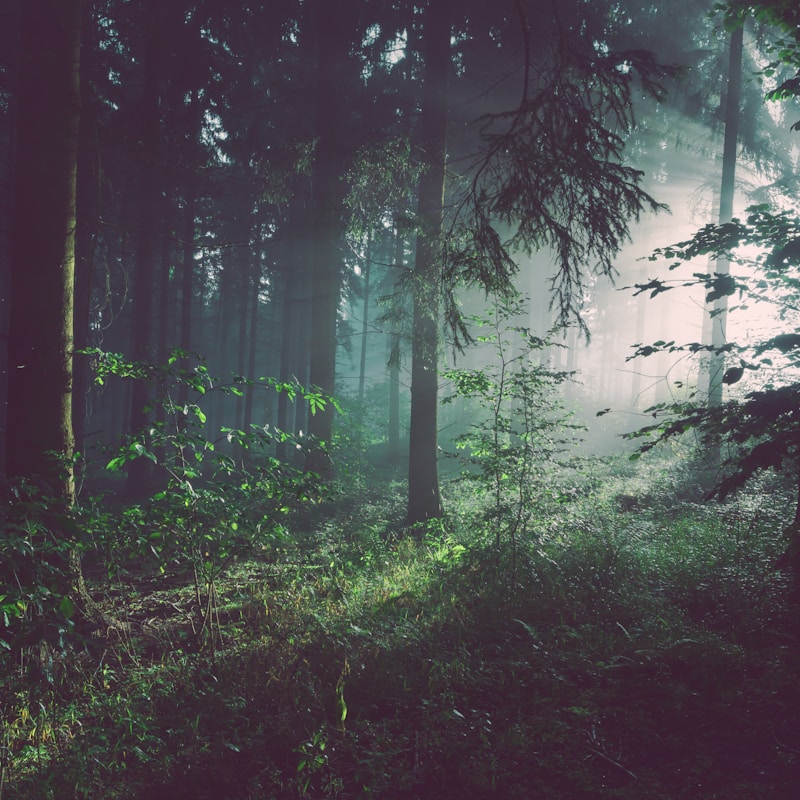 Misty Forest