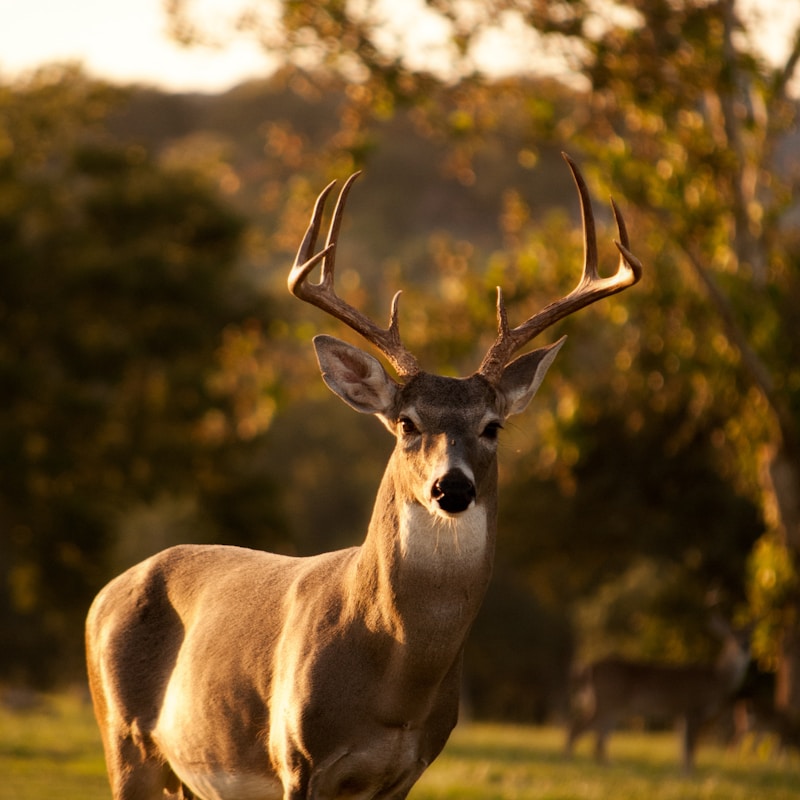 Stag at Dawn