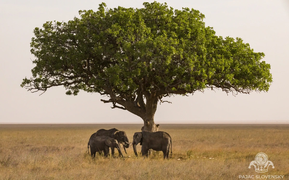 Kenya & Tanzania