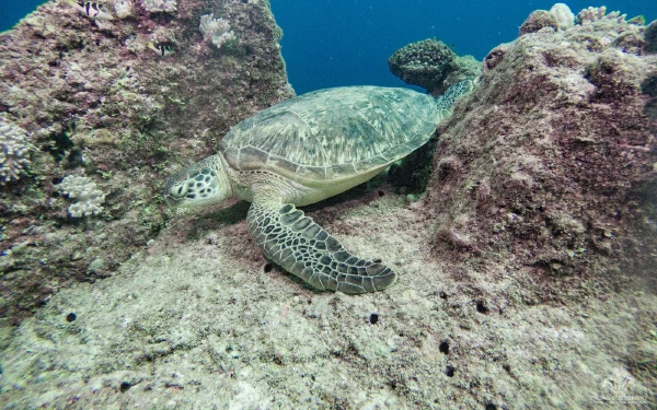 Mauritius — Underwater
