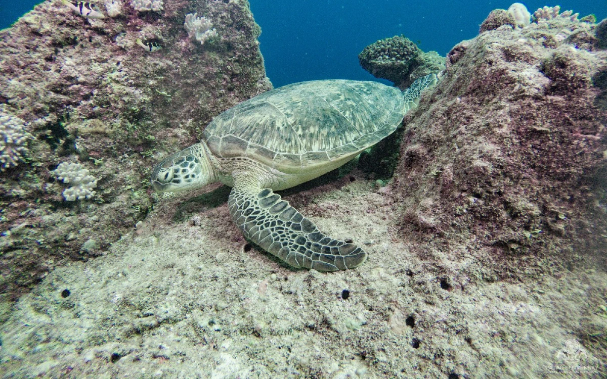 Mauritius — Underwater