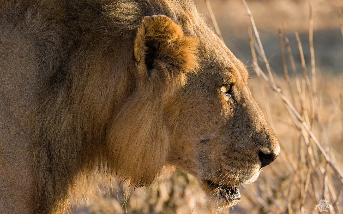 Ruaha