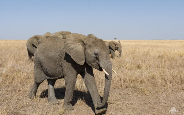 Serengeti Elephants