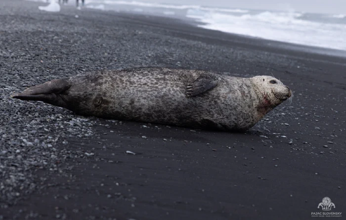 Harbor seal hauled out on a black pebble beach by the lagoon