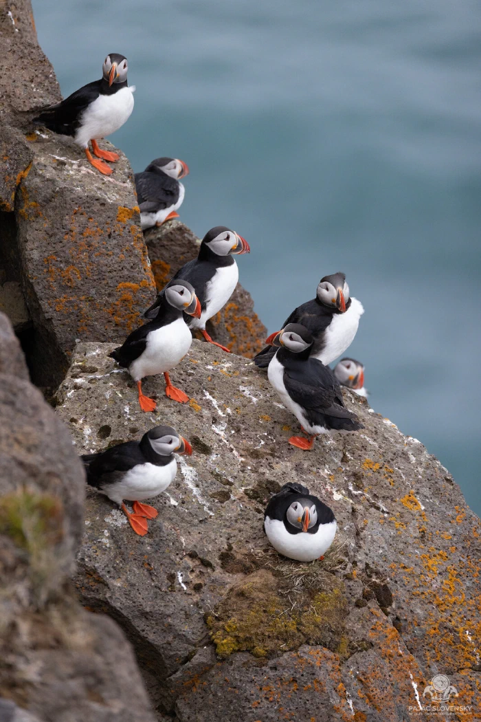 Puffin colony dotted across a grassy sea cliff