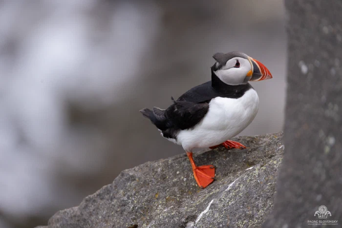 Atlantic puffin in profile on a lichen-flecked rock ledge