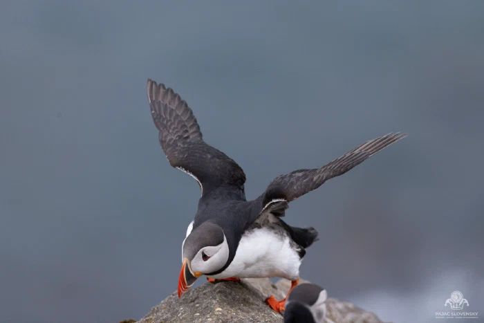 Atlantic puffin with wings raised on a grassy sea cliff