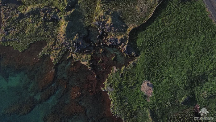 Top-down mossy lava shore, rust-red seaweed meeting clear turquoise shallows