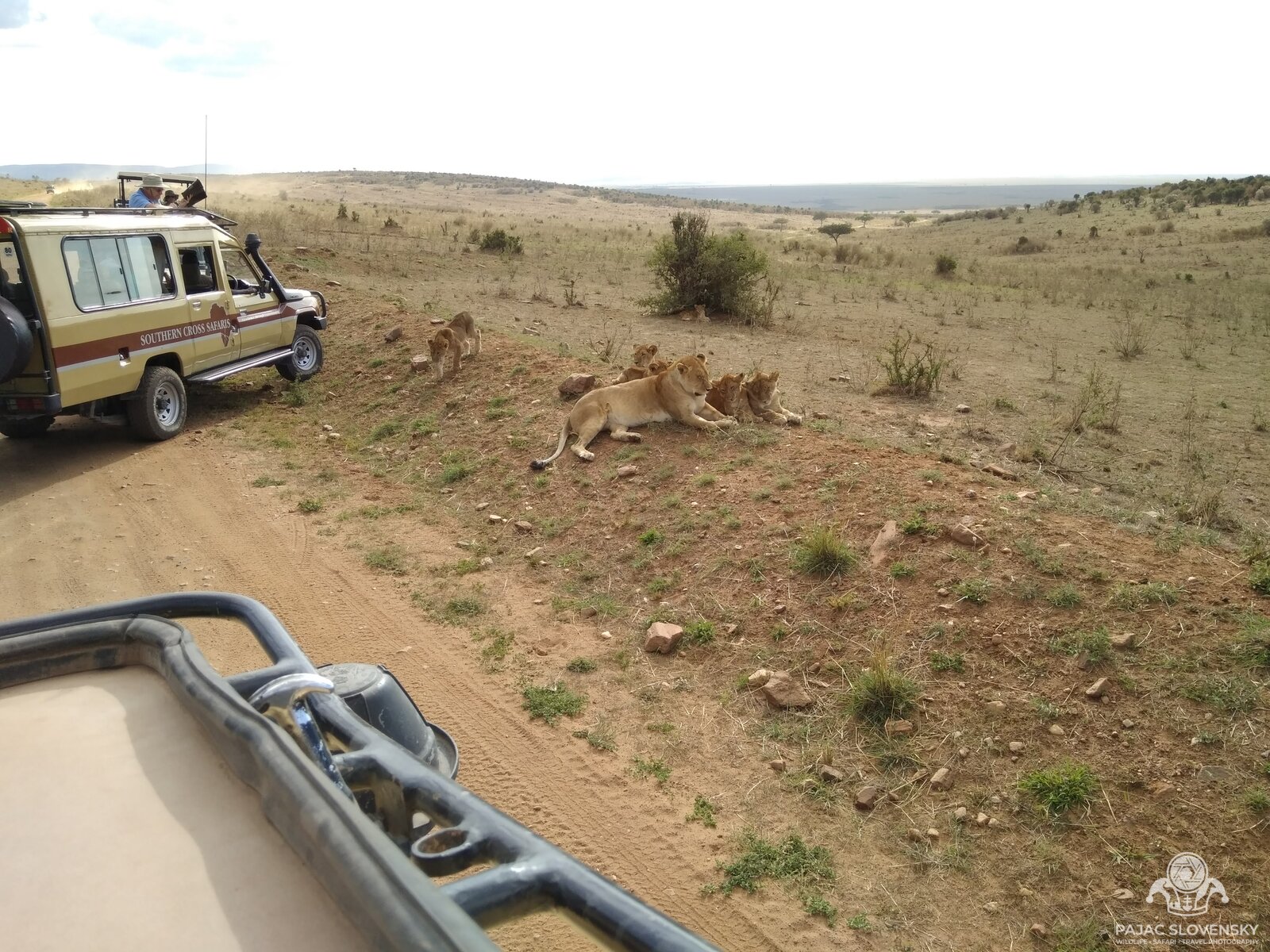 A lion pride resting on a roadside bank, metres from the safari trucks