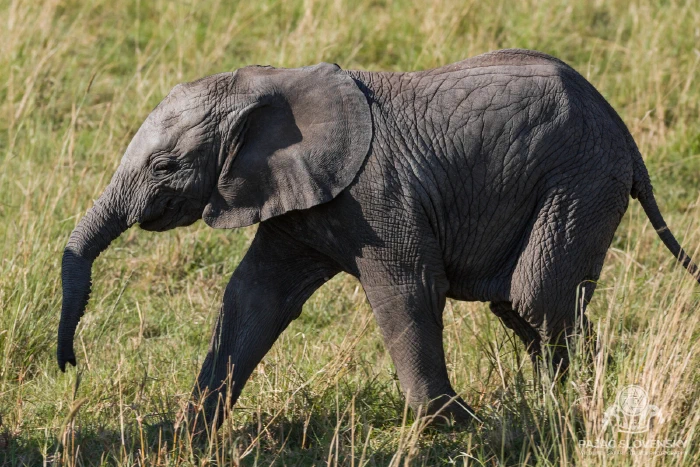 Elephant calf walking toward the camera, trunk lowered