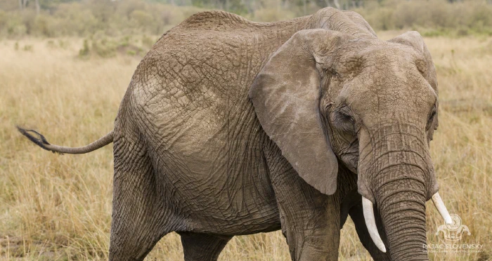 African elephant striding through golden grass, tusks bright
