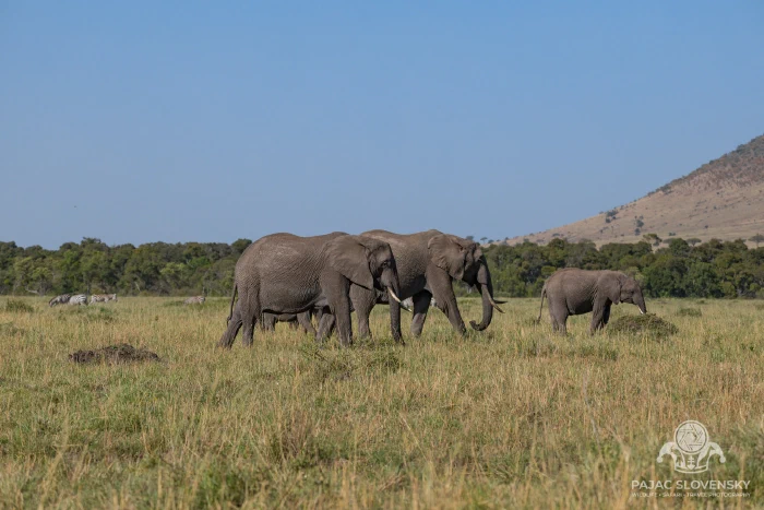Elephant herd crossing the plain beneath the Oloololo escarpment