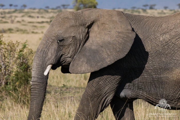 African elephant walking in profile across the plain
