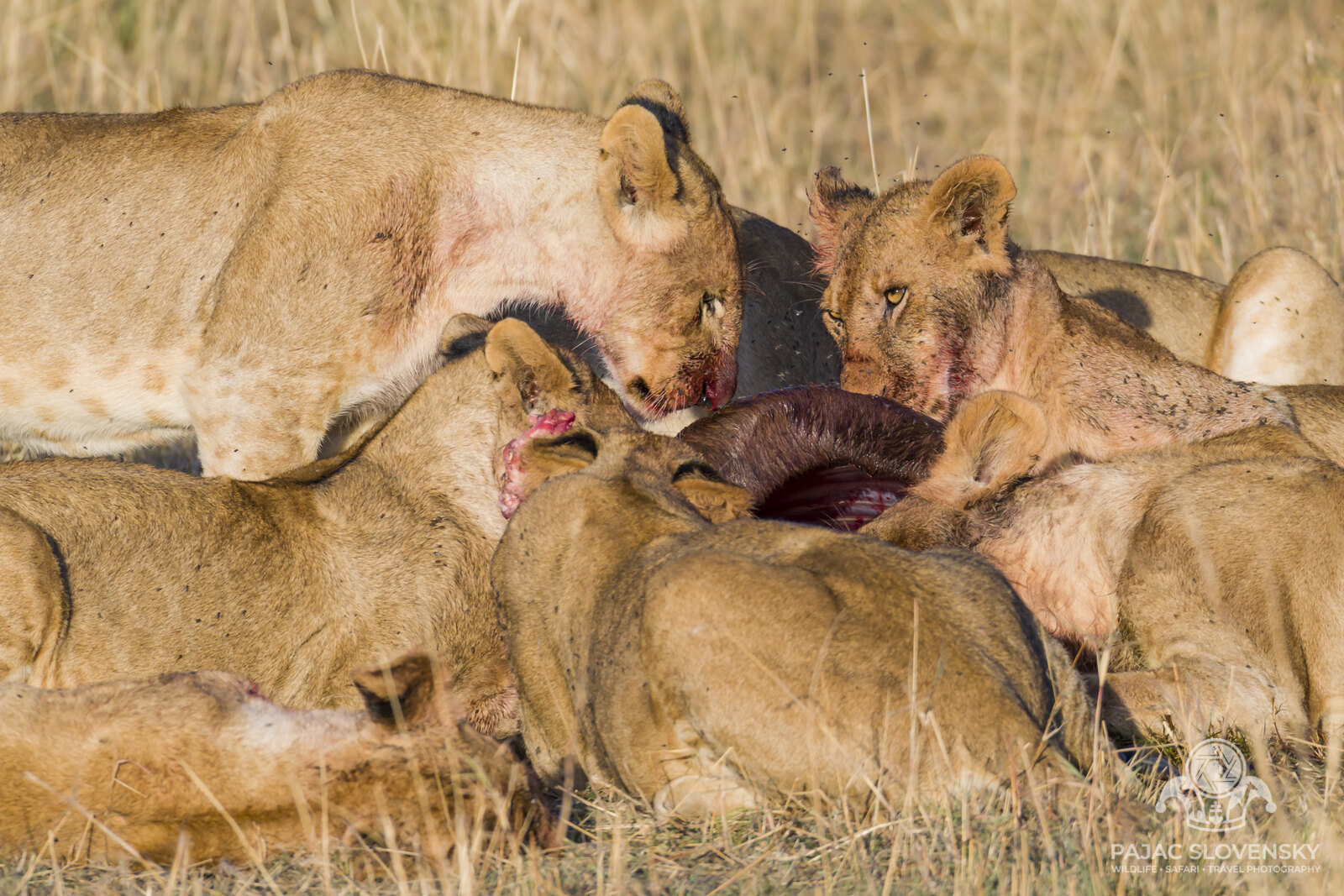 Lion pride bunched together at dawn in the Masai Mara