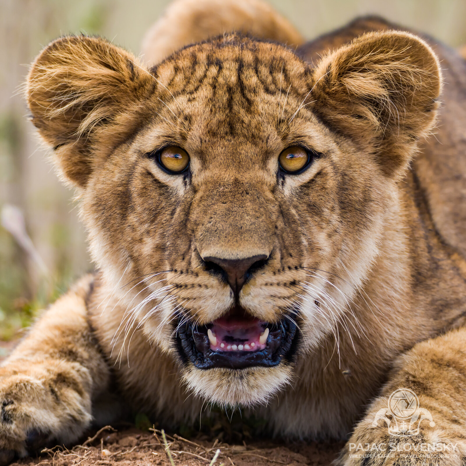 Close portrait of a lioness staring into the camera in the Masai Mara