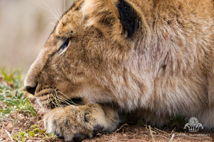 Young male lion resting his head, developing mane backlit