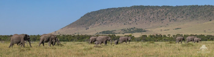 Panorama of the Mara plains with elephants beneath the hills