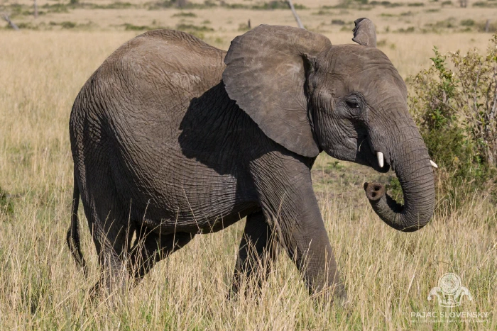 Young elephant moving through tall grass