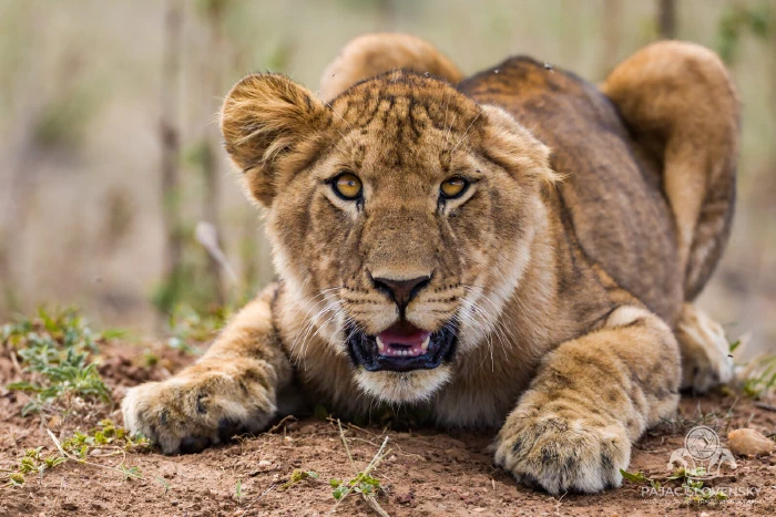 Young lion resting in the grass in the late afternoon