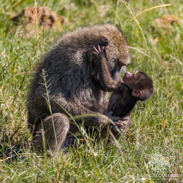 Olive baboon grooming its infant in the grass