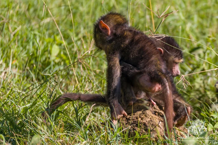 Young olive baboon sitting in the grass