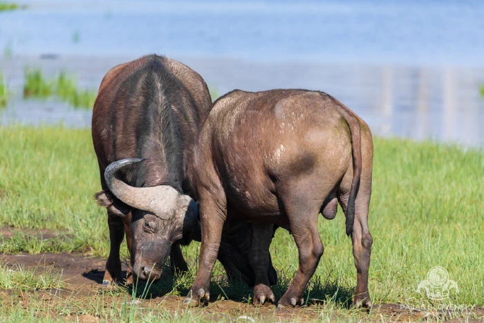 Cape buffalo grazing on the lake flats