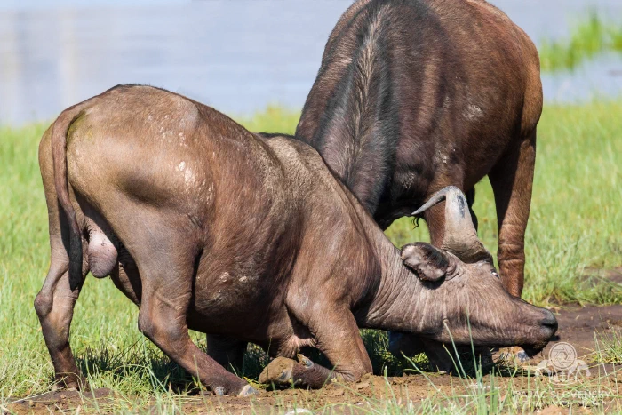 Cape buffalo at the water's edge in the morning light