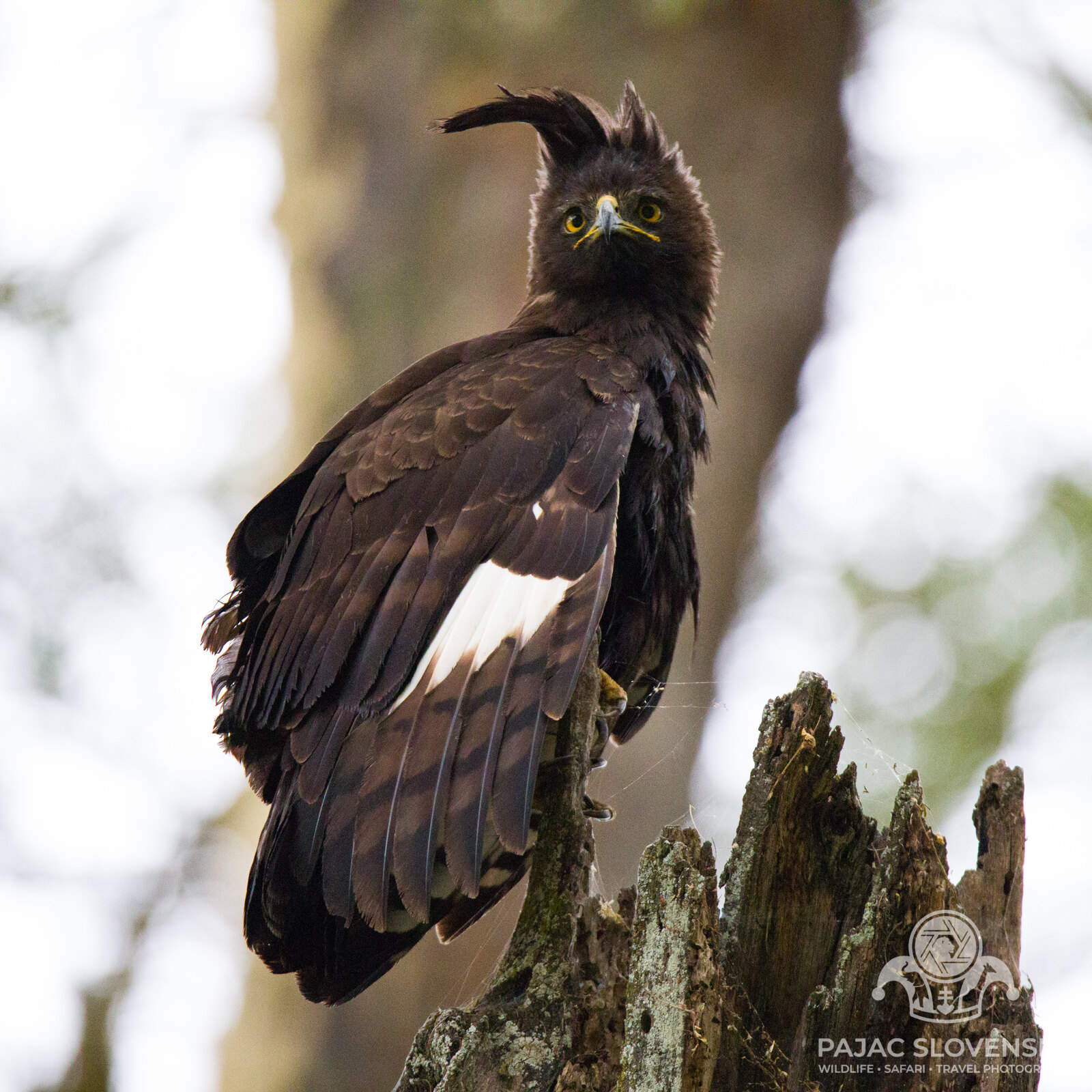 African fish eagle perched on a dead stump above Lake Nakuru