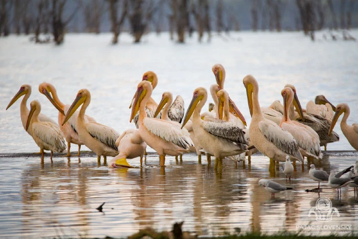 Great white pelicans gathered along the Lake Nakuru shoreline