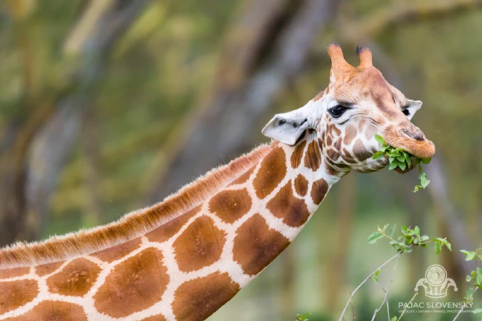 Rothschild's giraffe feeding on green foliage at Lake Nakuru
