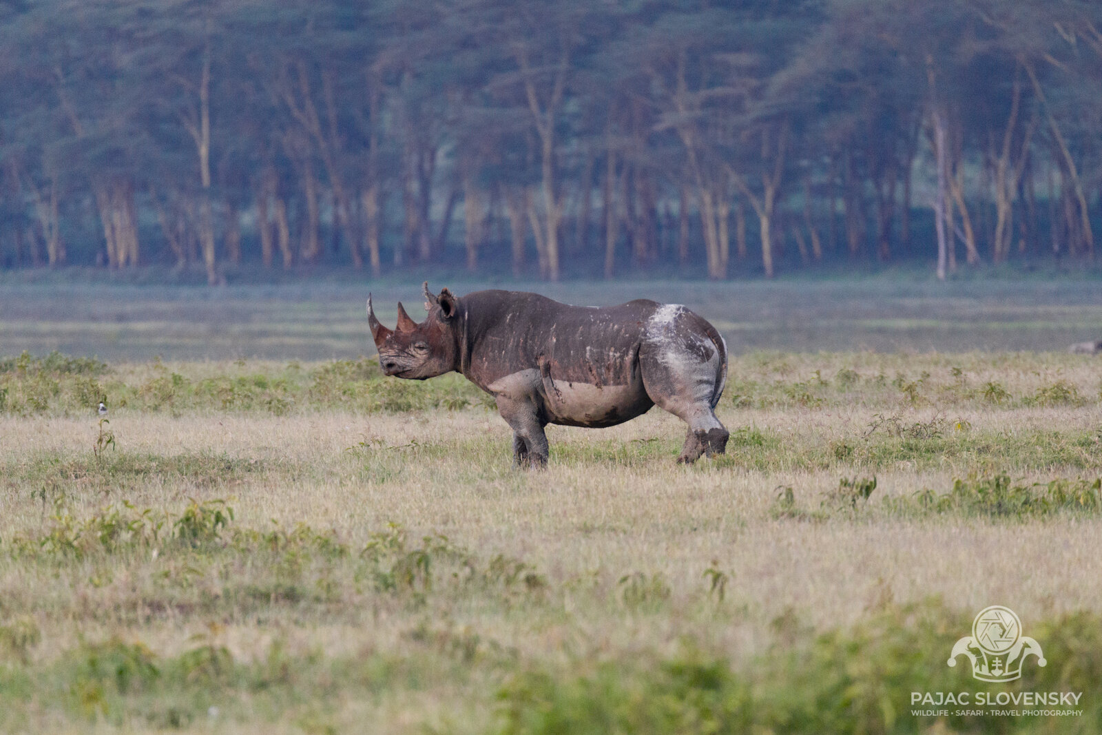 Southern white rhino grazing on the shore of Lake Nakuru