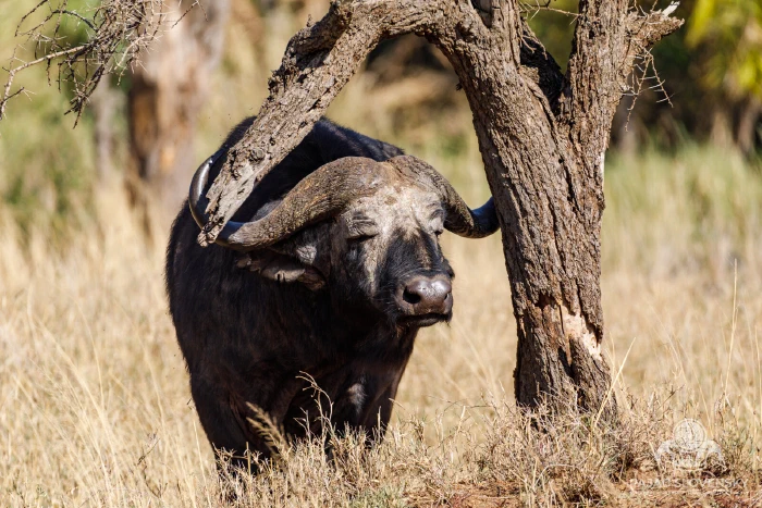 Cape buffalo looking up from beneath an acacia