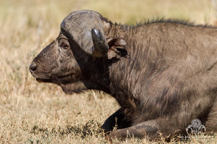 Cape buffalo caked in dried mud, resting in profile