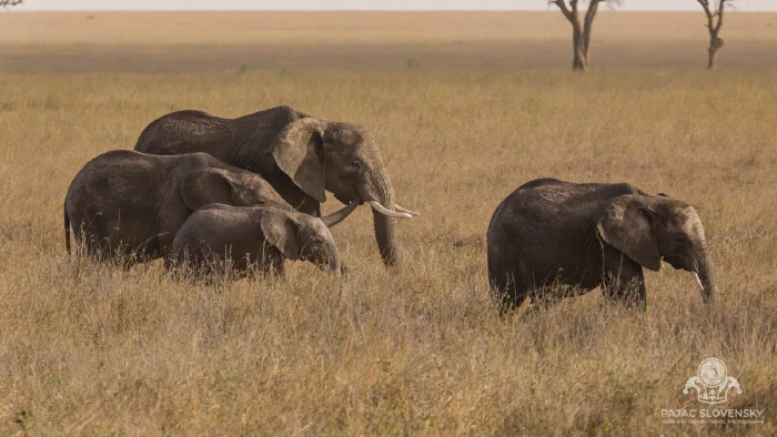 Elephant family crossing the golden Serengeti plain