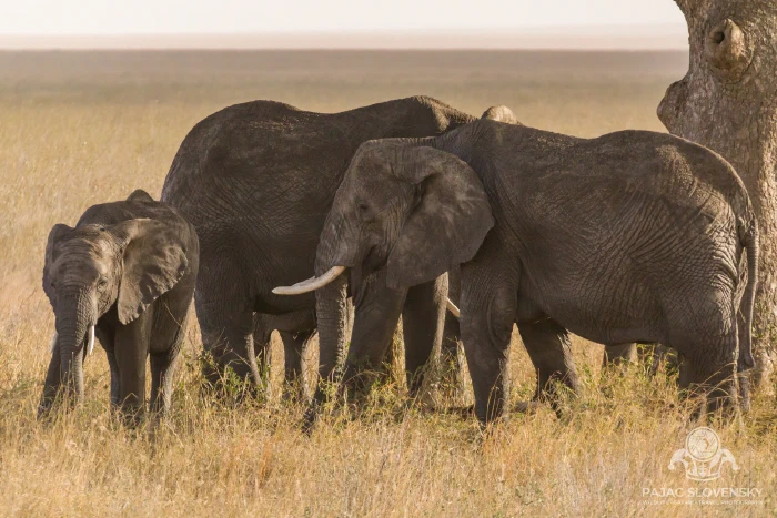 Elephants feeding in tall golden grass