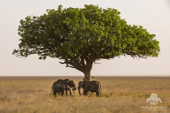 Two Countries, Five Parks: A Great Rift Safari from Nairobi