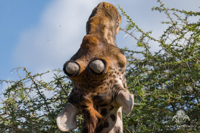 Masai giraffe reaching into acacia thorns to feed