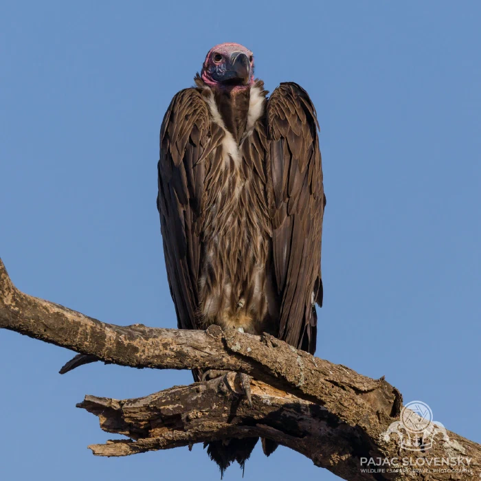 Lappet-faced vulture perched on a bare branch