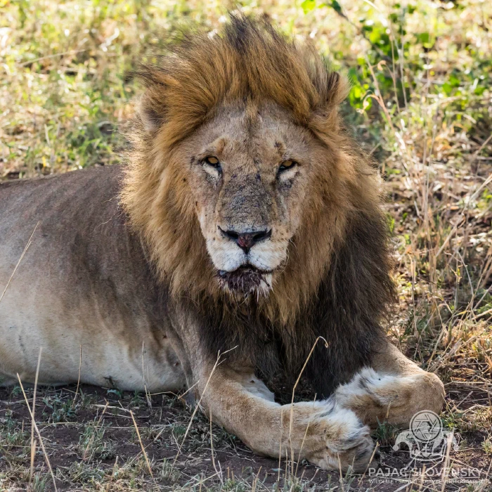 Male lion with a full mane resting in the grass
