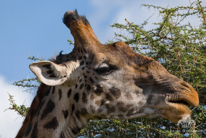 Masai giraffe browsing the crown of a flat-topped acacia
