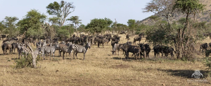 Panorama of wildebeest and zebra grazing across the Serengeti