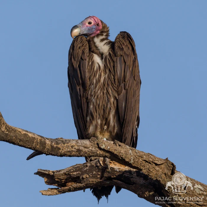 Lappet-faced vulture, head stained after feeding at a carcass