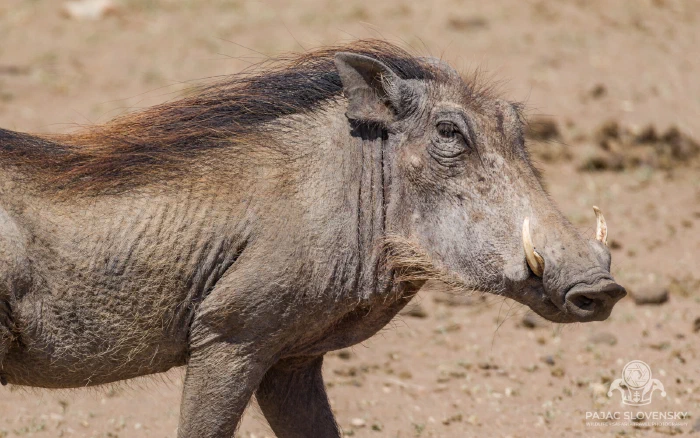 Warthog kneeling to graze, tusks curved forward