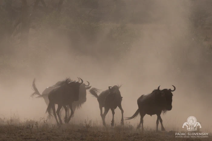 Wildebeest herd moving through the dust