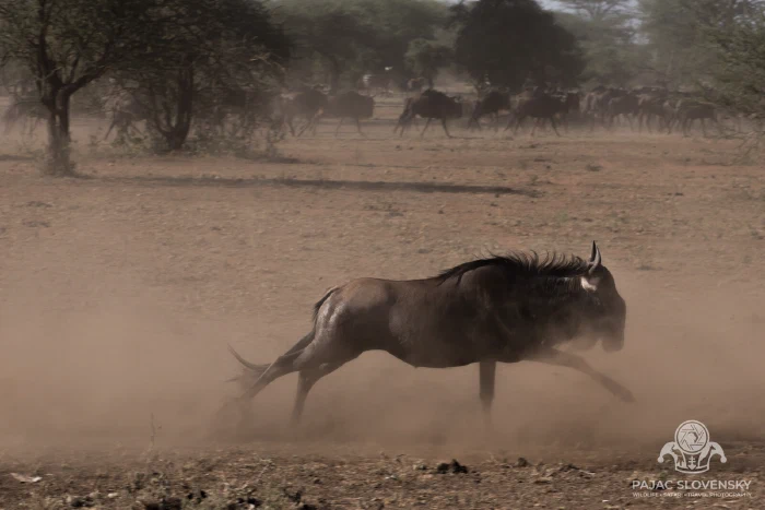 Wildebeest breaking into a run, trailing dust