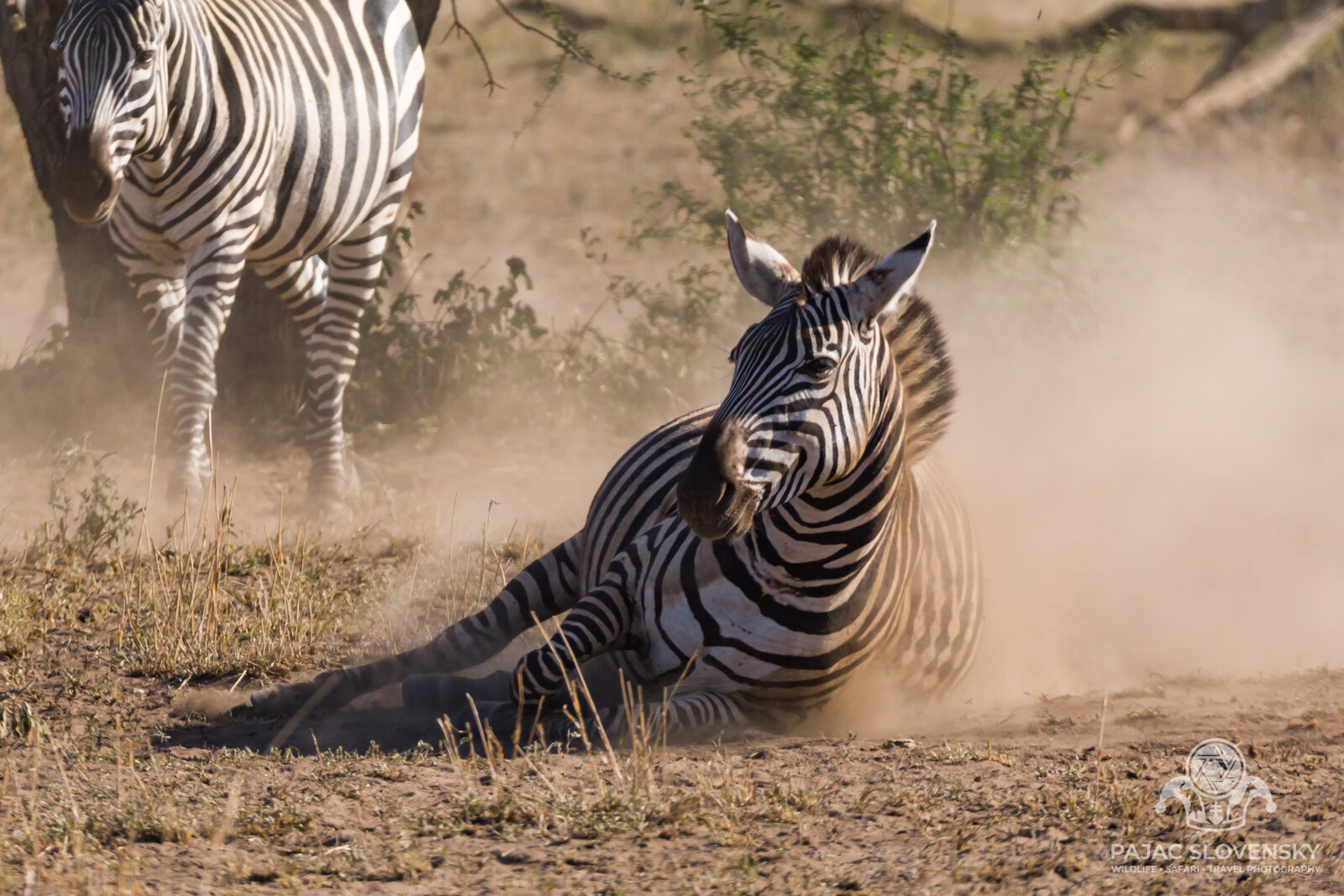 Zebra rolling in a cloud of dust on the Serengeti plain