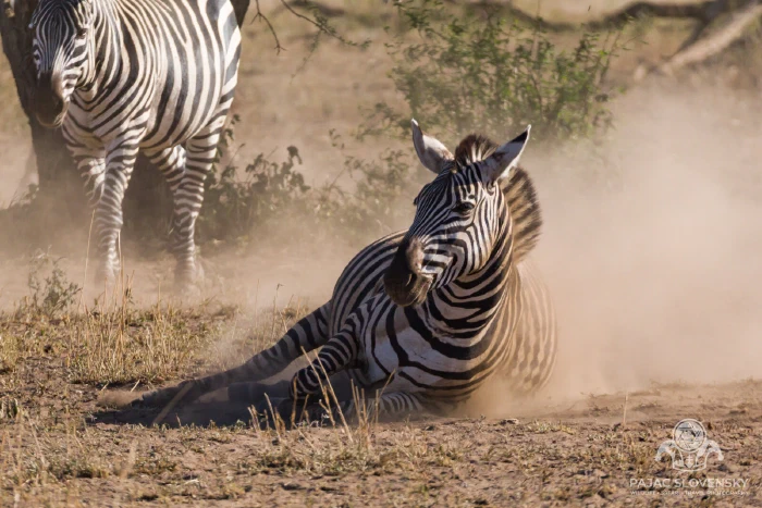 Zebra rolling in a cloud of dust on the open plain
