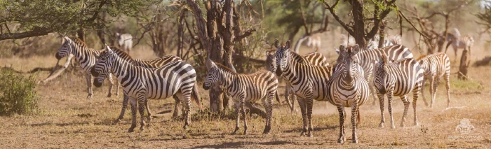 Panorama of a large zebra herd on the open plain