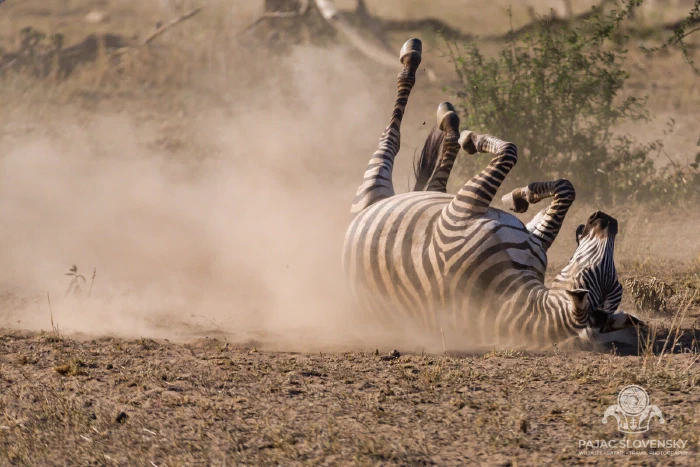 Zebras kicking up dust in the afternoon light