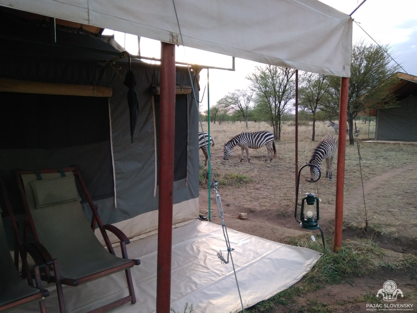 Zebras grazing between the tents of the Serengeti camp, seen from the veranda
